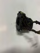 Pignon pompe à huile (Cc601268)